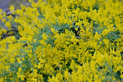 Genista lydia - kručinka lydijská - větévka s květy